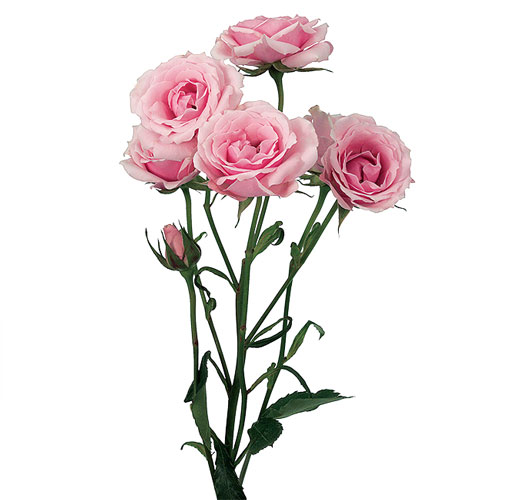 شاخه گل رز مینیاتوری